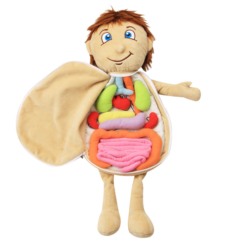 인체 모델 해부학 인형 부드러운 인형 장난감 해부학 의료 내부 기관 인식 유치원을 위한 조기 교육 장난감 학습